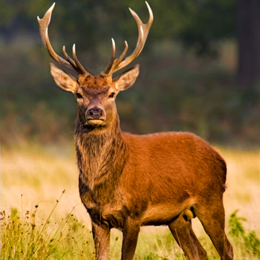 Deer Hunter Game : Best Deer Hunting in Sniper Shooting Game of 2016 app icon