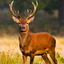 Deer Hunter Game : Best Deer Hunting in Sniper Shooting Game of 2016 icon