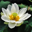 Flowers by Selim icon