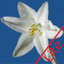 Anza-Borrego Wildflowers Lite icon