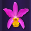 Orchid Collection icon