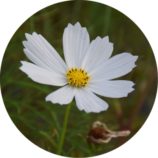 MesaClip app icon