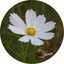 MesaClip icon