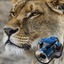 Hidden Animals: Seek and Find icon