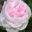Flower Time Show icon