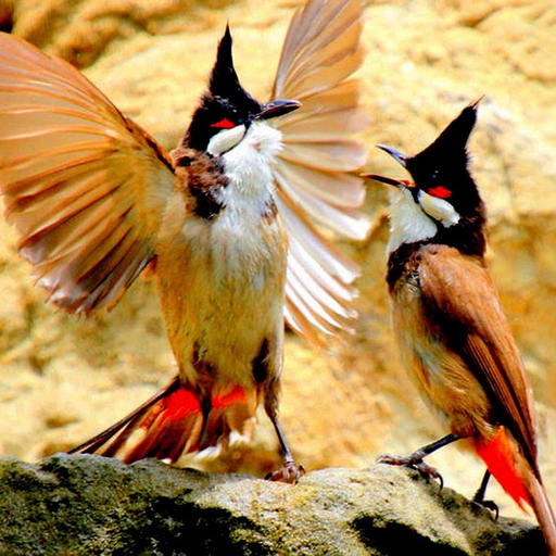 Tiếng chim hót - Sound Bird app icon