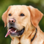 Animal Sounds App Kids icon