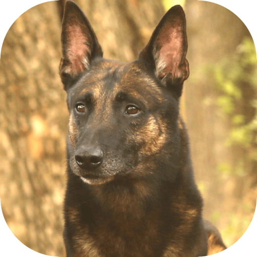UKC Rally Dog Obedience app icon