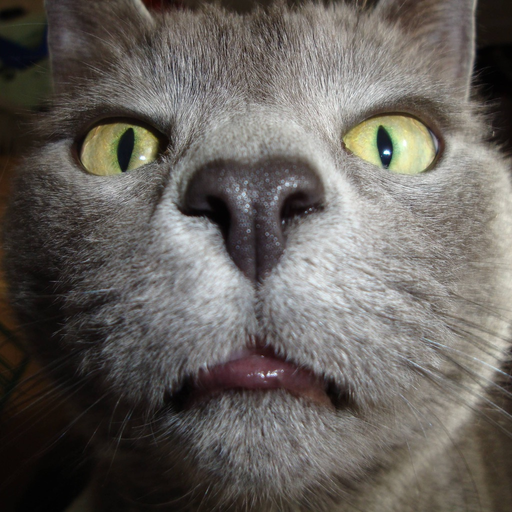 Cats sounds: real and fun sounds for cat lovers app icon