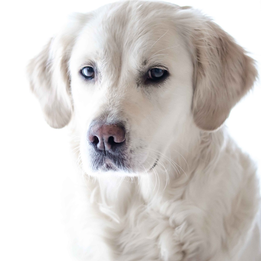 Golden Retriever: Dog Breed Guide app icon
