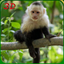 Monkey Simulator - Wild Life icon