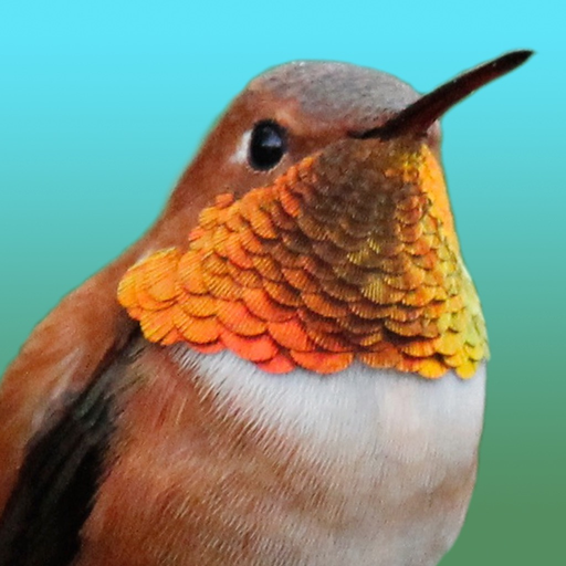 Hummingbirds - Large (Retina) app icon