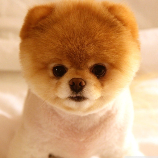 Cute Puppies Images app icon