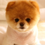 Cute Puppies Images icon