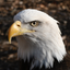 Turkeys icon