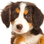 Animal Sounds Free icon