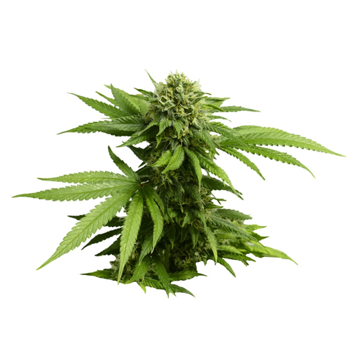 Marijuana Cannabis app icon