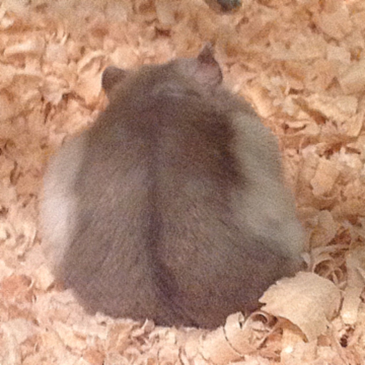 Hamster Memory Game app icon