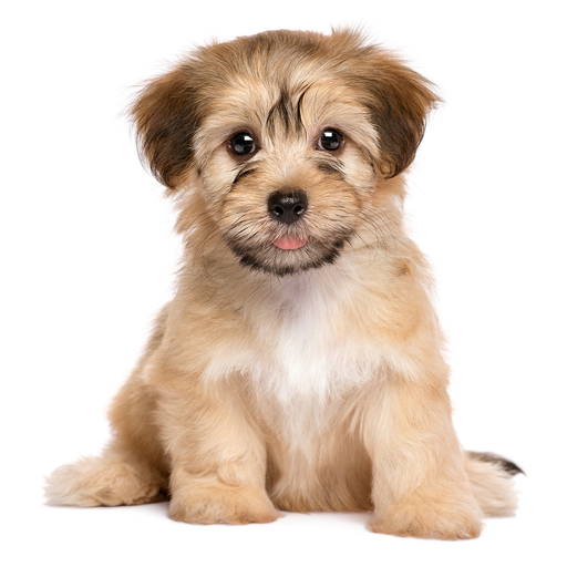 Puppy Pet Jigsaw Puzzle Cute Dog Animal Kids Games app icon