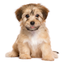 Puppy Pet Jigsaw Puzzle Cute Dog Animal Kids Games icon