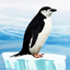 Knowee : Penguins icon