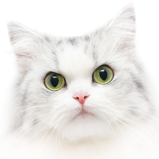 Cat Kitten Kitty Pet Jigsaw Puzzles for toddlers app icon