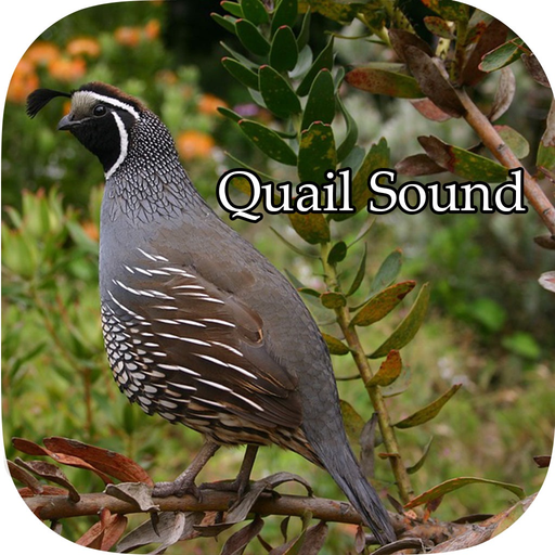 Quail Sound – California, Jungle Bush, Bob White app icon