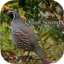 Quail Sound – California, Jungle Bush, Bob White icon