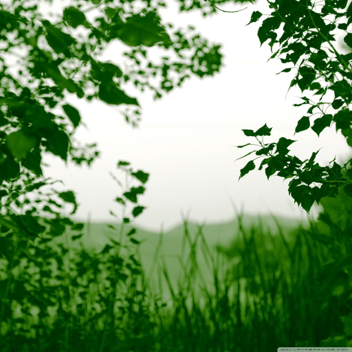 Nature Photo Frames - Natural, Greenery, Forrest app icon