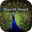 Peacock - Chirping Sounds icon