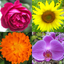 Flowers Quiz - Identify Plants icon
