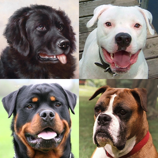 Dogs Quiz: Photos of Cute Pets app icon