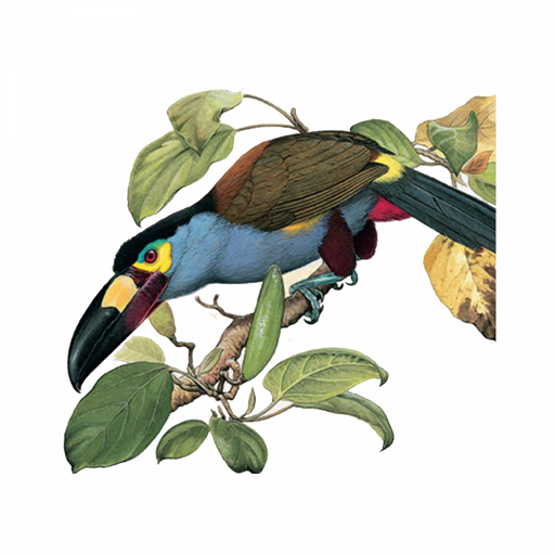 Birds of Ecuador - Field Guide app icon
