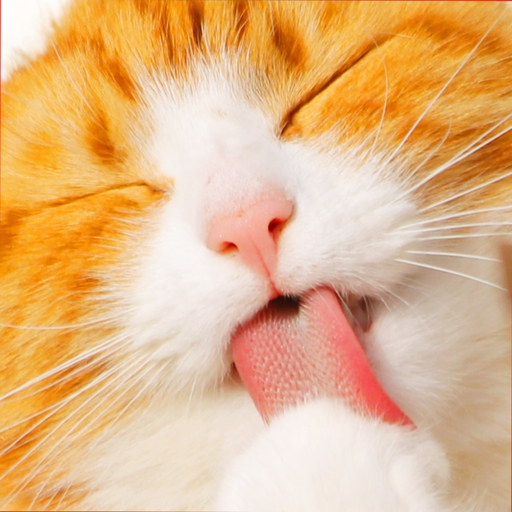 Cute Kitten Cat Jigsaw Puzzle app icon