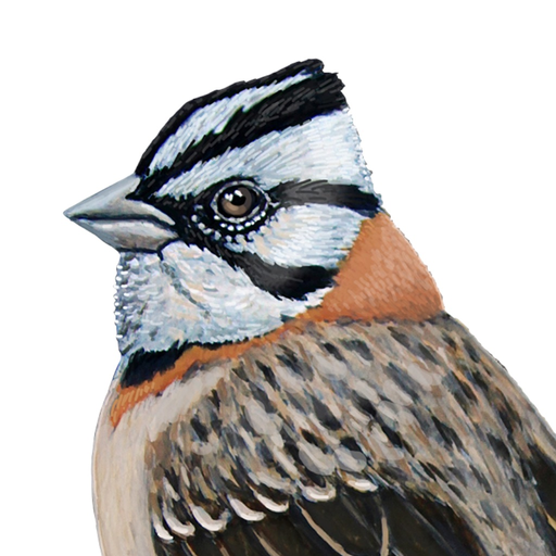 Aves argentinas app icon