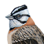 Aves argentinas icon
