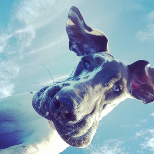 Bossier Animal Hospital app icon