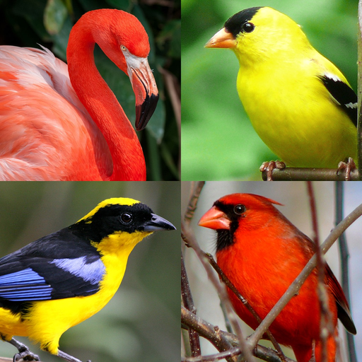 Bird World - Quiz about Famous Birds of the Earth app icon