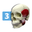 Occlusion Atlas 3 icon