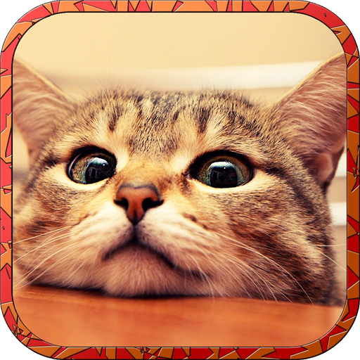 Cat Runaway on Valentine Day - Cute Kitten Games app icon
