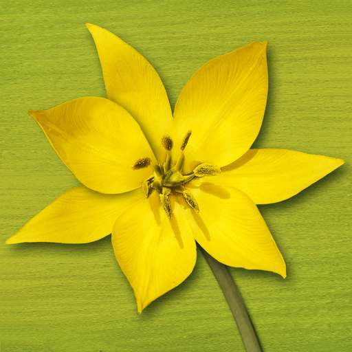 Wildflower Finder Switzerland app icon