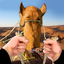 Drive Camel Simulator icon