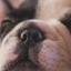 Dog Years - Fun And Simple Converter For Dog Years icon