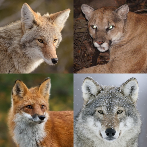 Coyote& Predator Hunting Calls app icon
