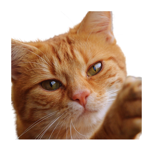 Cat photo sticker app icon