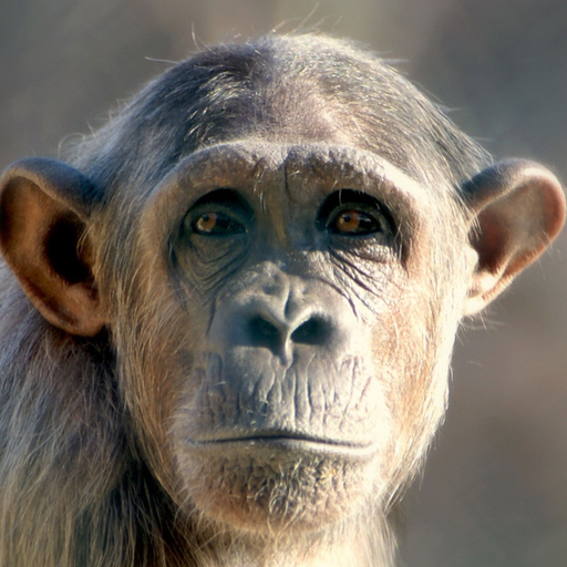 Animal puzzle - educational games for girls & boys app icon
