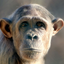 Animal puzzle - educational games for girls & boys icon