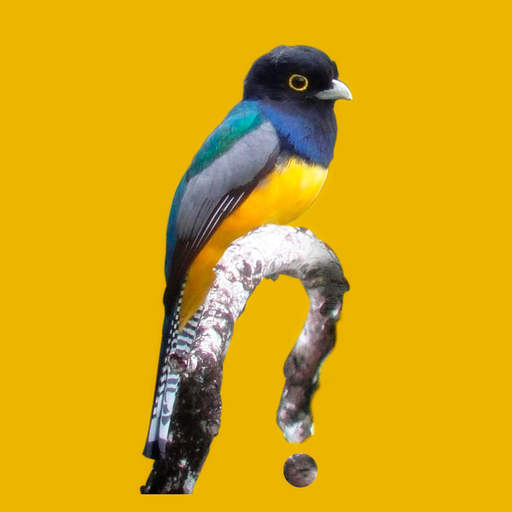 Belize Birds Field Guide app icon