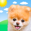 Boo Weather: Pomeranian Puppy icon