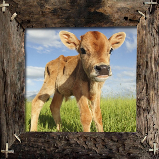 Farm Animals Name and Sound app icon